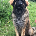 Leonberger