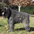 Bouvier Kennel Zoraican