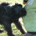 Bouvier Kennel Zoraican