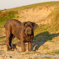 Cane Corso Italiano