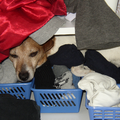 Spikey had zich in de kast tussen alle sokken verstopt!! We hebben lang moeten zoeken voordat we hem vonden!