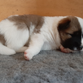 Fieter de Fointjes