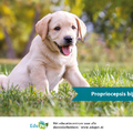 Pet College: Propriocepsis bij pups