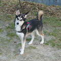 alaskan klee kai