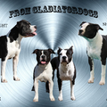 FROM GLADIATORDOGS