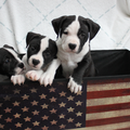 FROM GLADIATORDOGS
