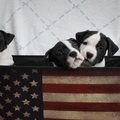 FROM GLADIATORDOGS