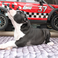 FROM GLADIATORDOGS
