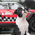 FROM GLADIATORDOGS