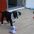 FROM GLADIATORDOGS