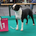 FROM GLADIATORDOGS