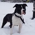 FROM GLADIATORDOGS