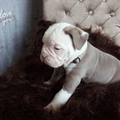 Old English Bulldog