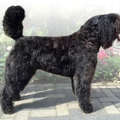 Of Flanders Best - bouvier des Flandres