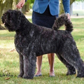 Of Flanders Best - bouvier des Flandres