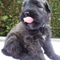 Of Flanders Best - bouvier des Flandres