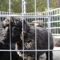 Of Flanders Best - bouvier des Flandres