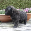 Of Flanders Best - bouvier des Flandres