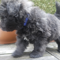 Of Flanders Best - bouvier des Flandres