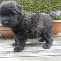 Of Flanders Best - bouvier des Flandres