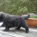 Of Flanders Best - bouvier des Flandres