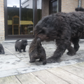 Of Flanders Best - bouvier des Flandres