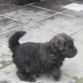 Of Flanders Best - bouvier des Flandres