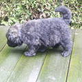 Of Flanders Best - bouvier des Flandres