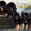 Prachtige Tibetaanse Mastiff (Do-Khyi) puppies