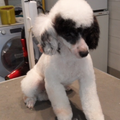 kennel van zon