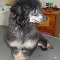 kennel van zon