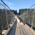 May vond het leuk midden op de geierlaybrug stil te gaan zitten. De hele omgeving te besnuffelen, zittend, om daarna weer vrolijk door te lopen. Leuk en aardig, maar die brug is vrij lang en 100M boven de grond. Ik heb hoogtevrees. Maar een erg gelukkige hond..