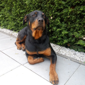 Rottweiler