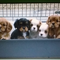 Cavalier King Charles Spaniel