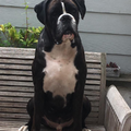 Boxer