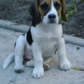 Beagle