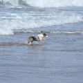 Alice de Blue-Merle Chihuahua van 5 maanden durft de golven wel aan!!