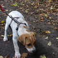 Buddy en het herfstweer als pup