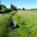 We zijn niet op vakantie geweest.
Maar dit is in onze eigen omgeving.
Achter ons huis loopt een mooi dijkje.
Alleen wordt er tegenwoordig niet veel meer gemaaid.
Hier maait de gemeente alleen een paadje zodat je er nog wel kan wandelen.
Toch ziet het er wel mooi uit met dat hoge gras.