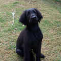 Flat Coated Retriever