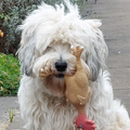 Mijn kleine hondje kan zo ondeugend zijn, hij daagt je uit met een speeltje.
Als je dan naar hem toegaat rent hij snel weg.

