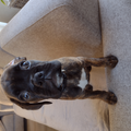 Onze lieve boxerpup