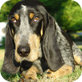 Basset Blue de Gascogne