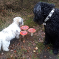 De paddenstoelen zijn een kijkje van dichtbij wel waard!