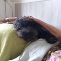 Mijn hond Black gaat regelmatig een dagje mee naar mijn werk.
Een kleine afdeling met 10 demente bewoners.
Hij wordt er erg gewaardeerd en laat zich door iedereen aanhalen.
Net zoals hier, bij een bewoner die al lange tijd op bed ligt. Daar gaat hij rustig bij liggen en laat zich aaien.