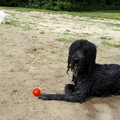 Net een eind gezwommen om het balletje uit het water te halen.
Liefste wat hij doet.