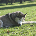Ze kan er uren mee in haar bek lopen. Hier blijft ze als jonge pup achteraan springen en rennen.