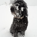 Wat is er fijner dan sneeuw en er dan lekker in rollen!