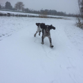 Eerste keer sneeuw & happy pupper
