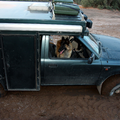 Hopelijk mag een overleden hond ook meedoen. Dit is tijdens onze reis door Marokko. We zaten vast in de modder. Shep weigerde de auto uit te komen. De dame had altijd een hekel aan vieze voetjes krijgen. Dus die bleven veilig boven de grond.